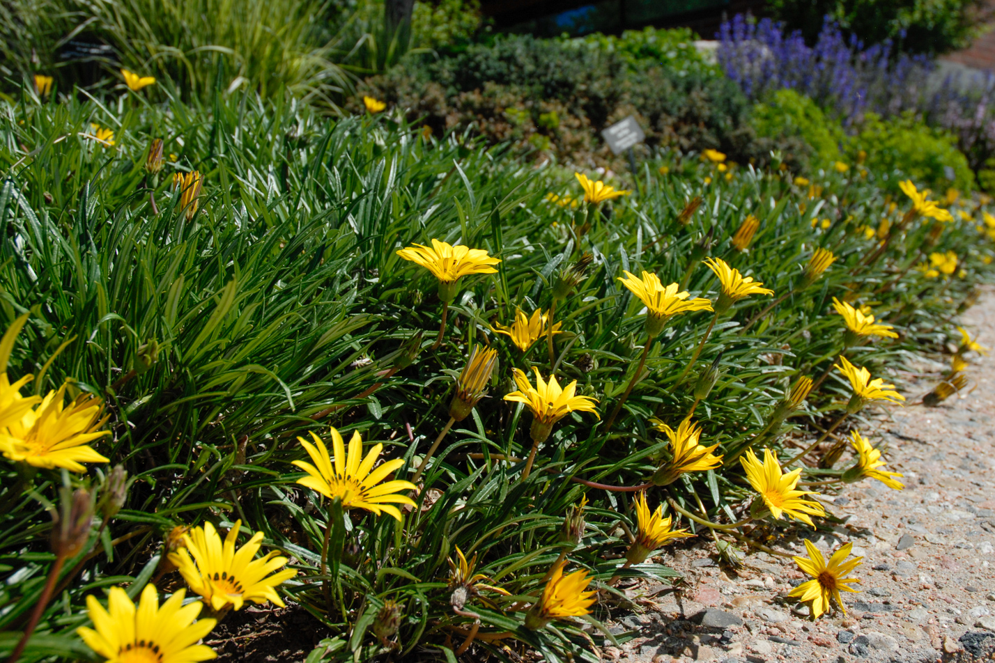 Colorado Gold Gazania